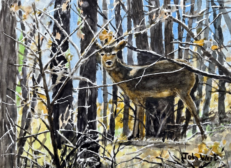 Peekaboo Deer by artist John West